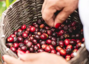 Producción de café cayó en noviembre y mantuvo estables las exportaciones